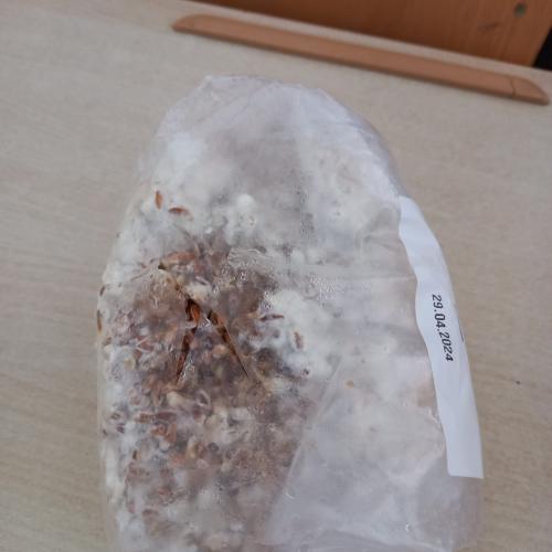 Pilze