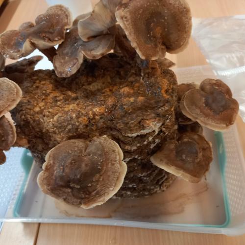 Pilze