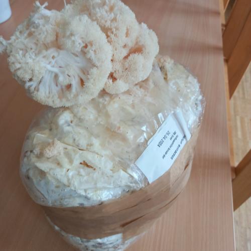 Pilze