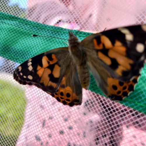 Schmetterling