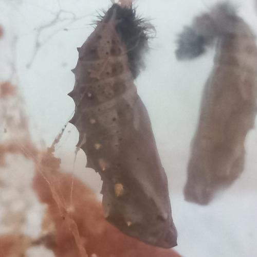 Schmetterling