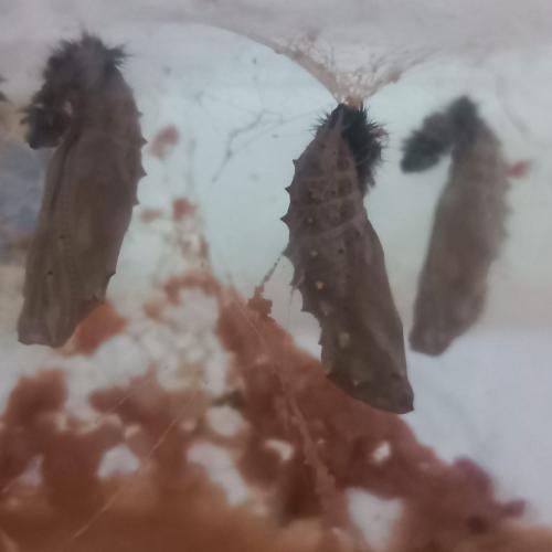 Schmetterling