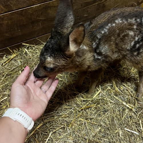 Besuch beim Prantlhof