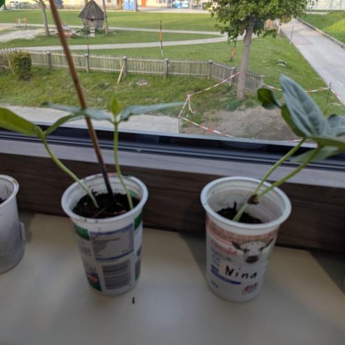Gartenwunder