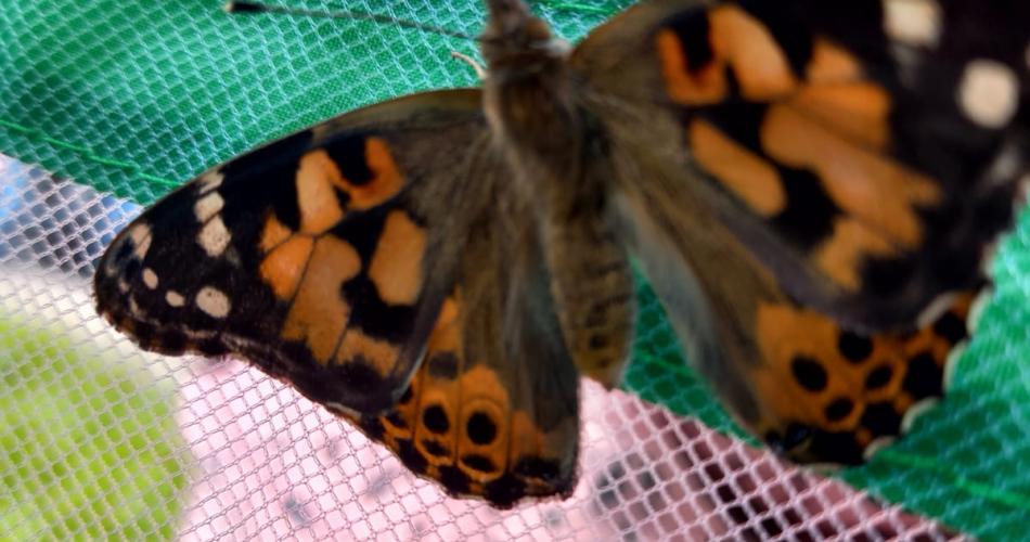 schmetterling
